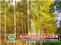 河南银杏树_潢川银杏基地
