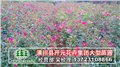河南丰花月季/红帽月季_潢川月季基地