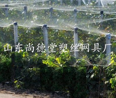 供应葡萄防鸟网  使用要点