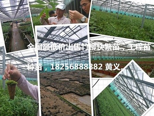 供应西藏 竹柳纯正种苗