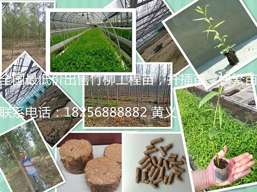 供应辽宁 新品种竹柳