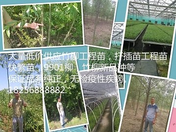 供应河北 竹柳工程苗
