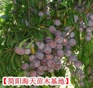 广西优质脆红李子树苗，存活率高，产量高，效益高