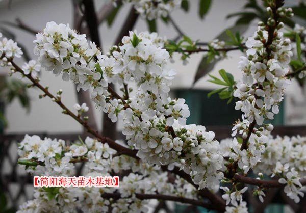 四川清脆李子苗，四川脆红李子苗批发，四川青脆李子苗基地
