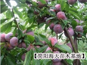 富顺青脆李子苗最新批发价格