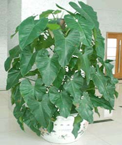 芜湖玻璃棉毡