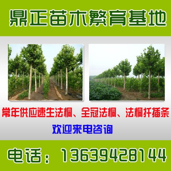 2014年山东临沂5公分速生法桐价格