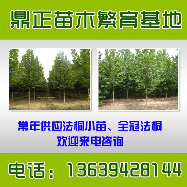 2014年山东临沂6公分速生法桐价格