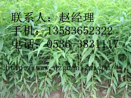 潍坊专业的突围桃苗