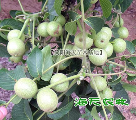 核桃树的产量，核桃树几年结果，矮化核桃苗，早实核桃苗