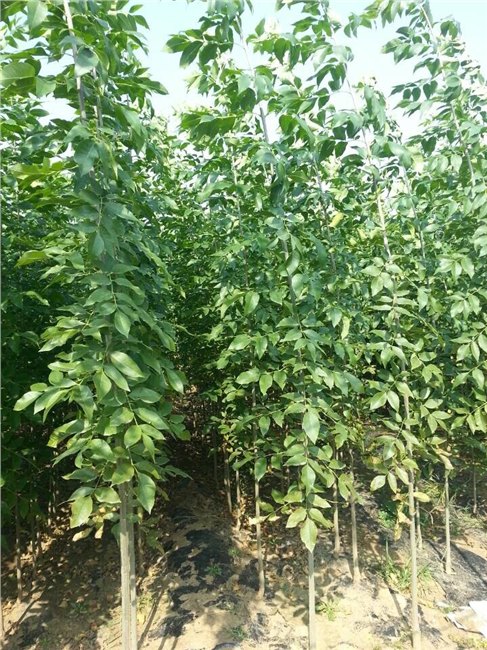 求购最好的3-4公分白蜡树首选济宁市诚博苗木