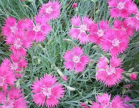 山东【宿根花卉种植】宿根花卉基地||宿根花卉种植