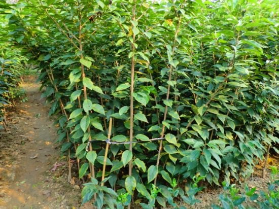 山东泰山樱花树苗市场价格情况