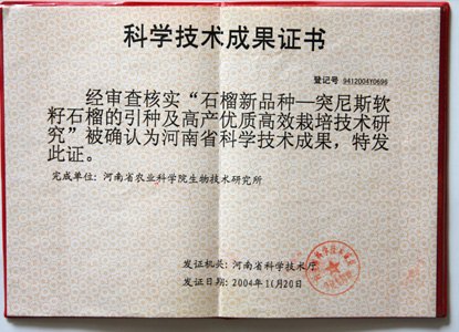 软籽石榴石榴树 河阴软籽石榴树苗 突尼斯软籽石榴
