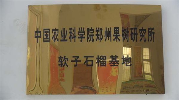 突尼斯软籽石榴树苗 河南突尼斯软籽石榴树苗 突尼