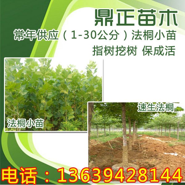 山东东营供应6公分全冠法桐价格