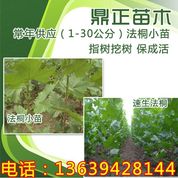 处理1公分速生法桐山东东营法桐批发价