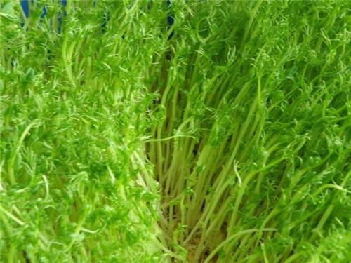 四川芽苗机,青州庆华豆芽机,新型芽苗机