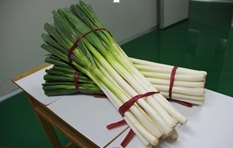 江苏沃华青葱