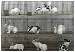 【购物狂欢】供应兔子养殖笼,各种兔子笼具生产厂家