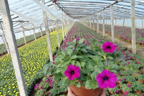 【【绿化草花种植】绿化草花基地||绿化草花种植基