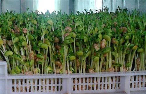 芽苗机_青州庆华豆芽机_无公害芽苗机