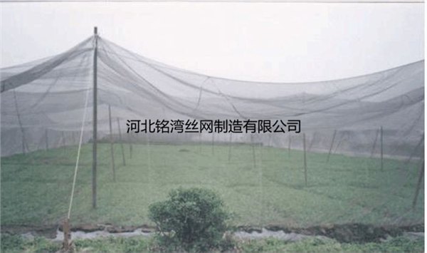 厂家批发防鸟网 泥鳅防鸟网 河北枸杞防鸟网