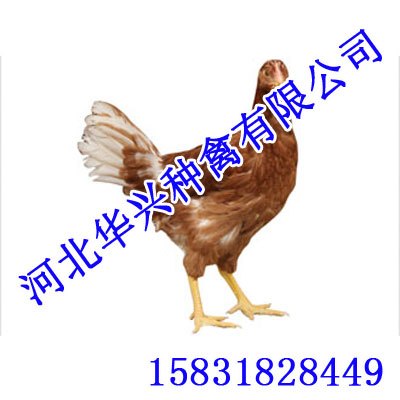 供应京红一号【华兴种禽】京红一号厂家