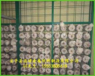 漳州蘑菇网片食用菌网 出菇网片 菌菇培育架