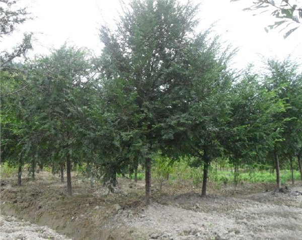 红豆杉油批发价格：福建哪里供应的红豆杉油品质好
