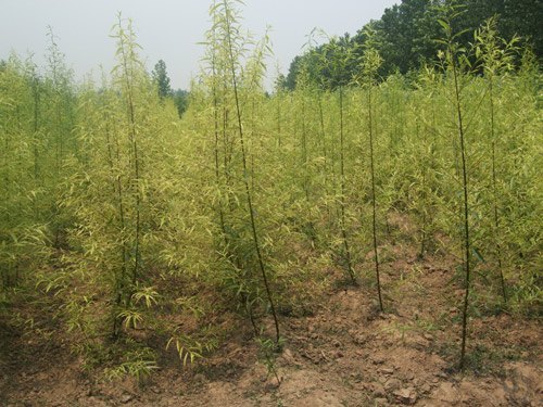 1-3公分黄金柳小苗特供，货源充足，欢迎采购！