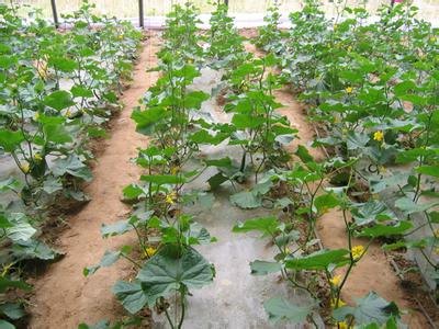 河北张家口赤城蔬菜滴灌带精品滴灌设备