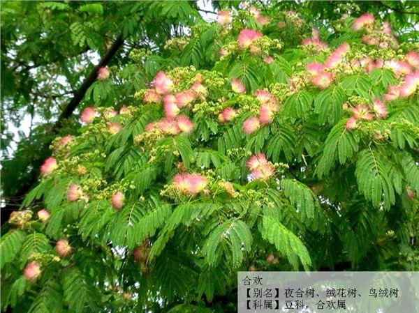 2014年合欢小苗上市，合欢小苗种植基地诚博园林
