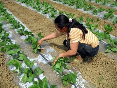 新疆大田种植土豆怎样浇灌-内镶贴片式滴灌带-滴灌带价格