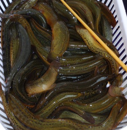 江苏销售台湾泥鳅苗，人工繁殖