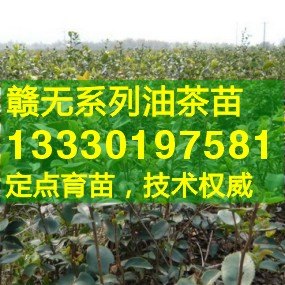 浙江省宁波市高产油茶苗,象山,宁海县,余姚,慈溪,奉化嫁接油茶树苗价格