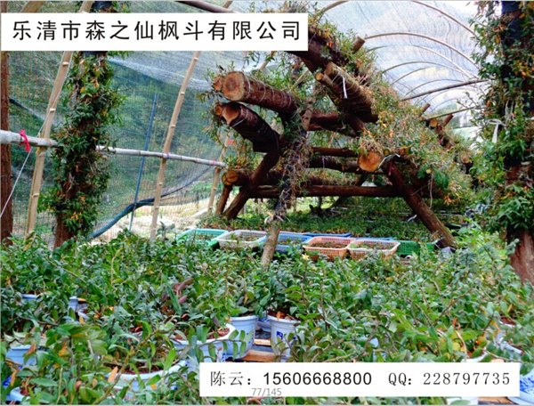 铁皮枫斗对四大系统疾病的防治