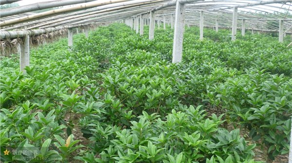 山东【桂花树】专业种植基地，各品种桂花应有尽有 
