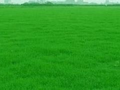 绿景【专注于】各类草坪销售，合肥草坪供应商，信誉