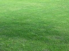 供应草坪销售【湖北绿景草坪】最大的草坪供应商 行