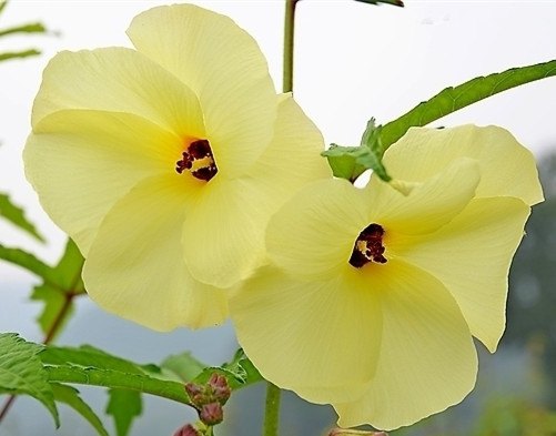 金花葵种植 金花葵种植 菜芙蓉营养 野芙蓉功效