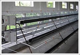 【年底大降价】河北鸡笼价格,各种鸡笼生产厂家
