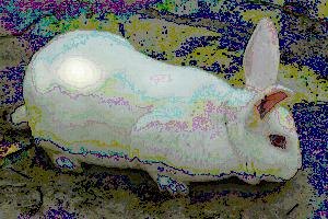 优良獭兔种兔养殖技术