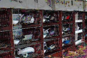 獭兔兔笼哪家好/肉兔兔笼哪家好