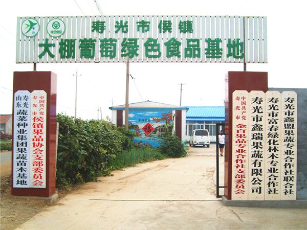 山东葡萄苗 寿光葡萄苗 葡萄苗价格 葡萄苗基地