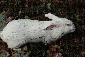 济宁肉兔种兔培育基地