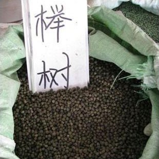 朴树苗的生长习性与特点