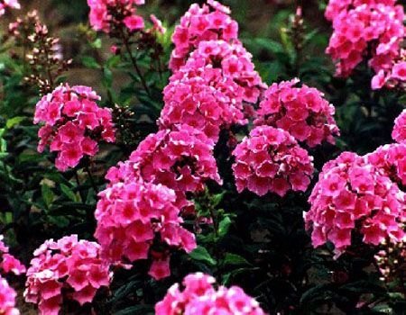 山东福禄考种植基地||宿根花卉基地【宿根花卉种植