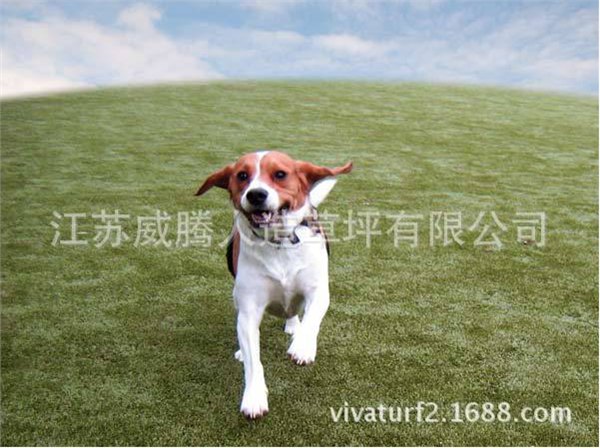 厦门假草坪 仿真草坪 人工草皮 地毯草坪& 草皮