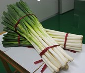 沃华日本青葱